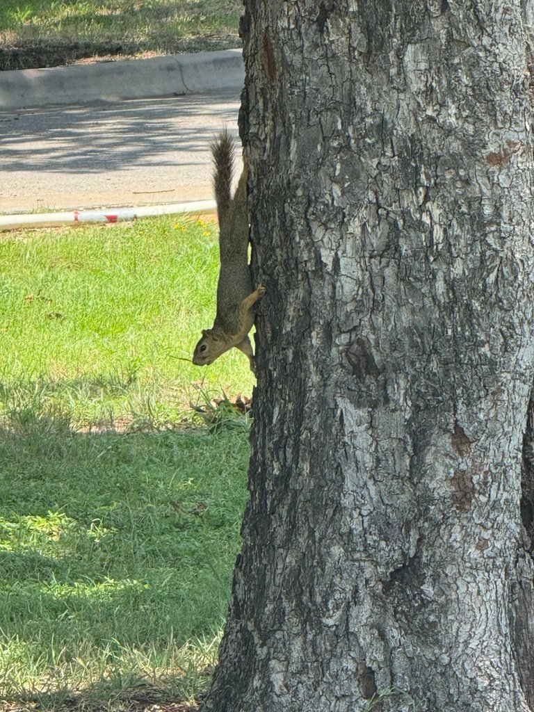 ardillas en el parque.jpg