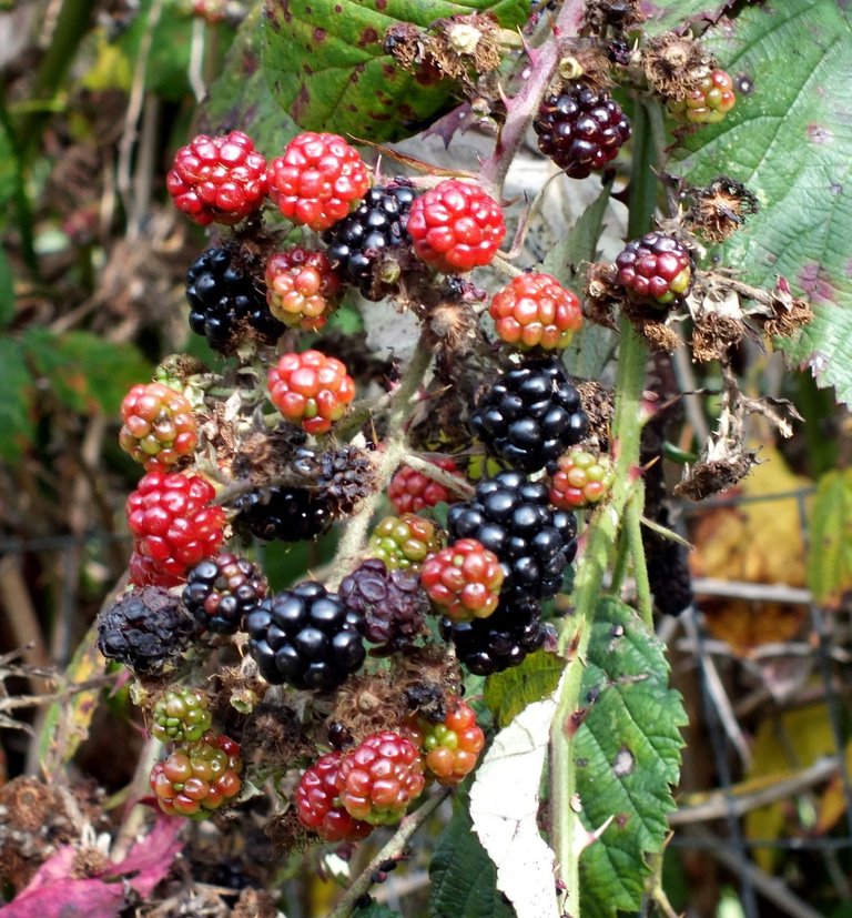 Blackberries