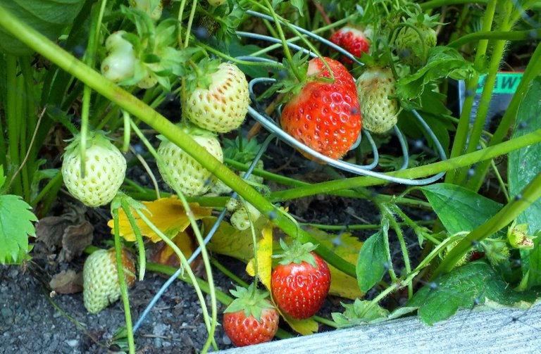 CT0330-Strawberries.JPG