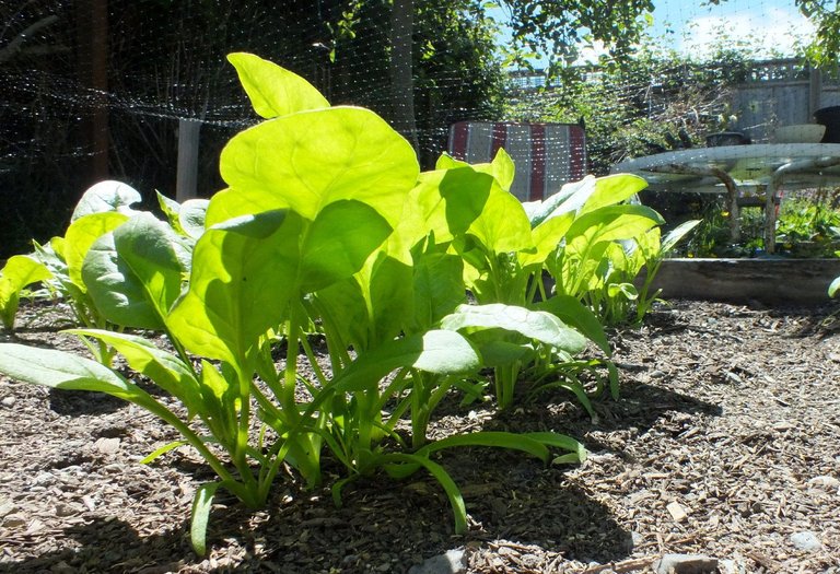 CT0353-Spinach.jpg