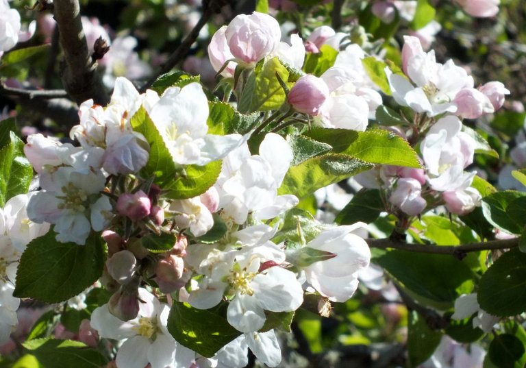 CT0353-AppleBlossoms.jpg