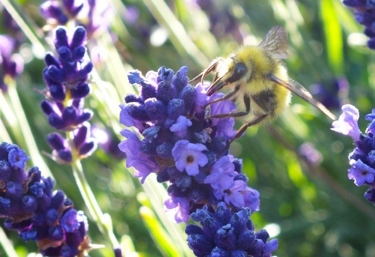 CTS-002-Bees1.jpg