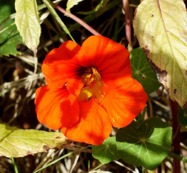 Nasturtium