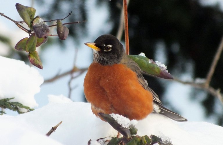 CT0286-SnowRobin3.JPG