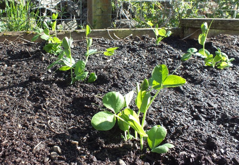 CT0353-SnowPeas.jpg