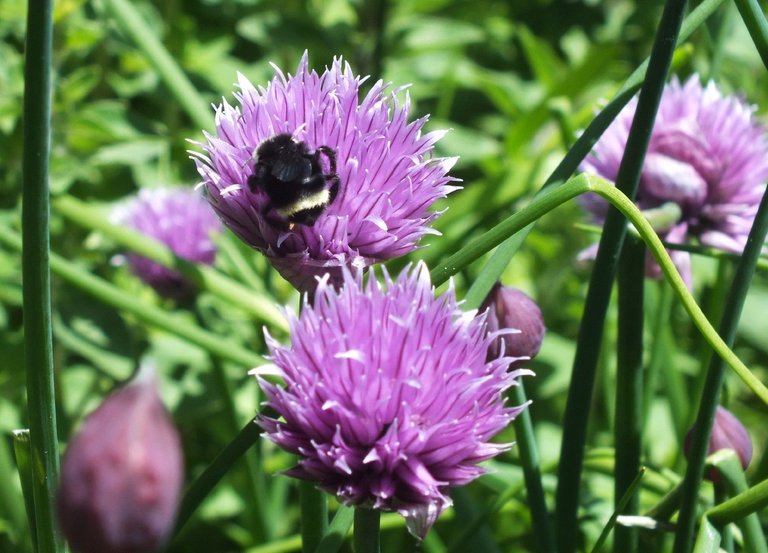 CT0353-Chives.jpg