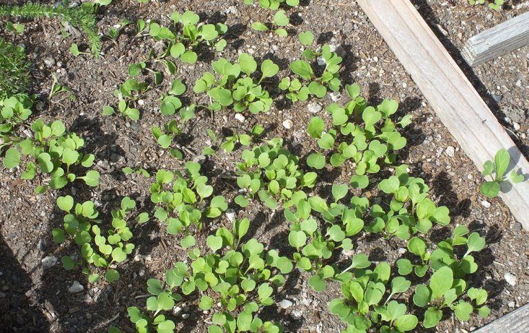 CT0332-ArugularSprouts.JPG