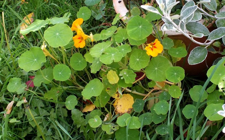 CT0347-Nasturtiums.JPG