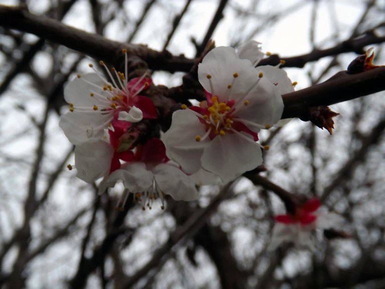 CT0289-CherryBlossoms.jpg