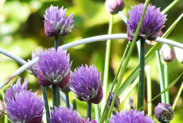 CT0353-Chives2.jpg