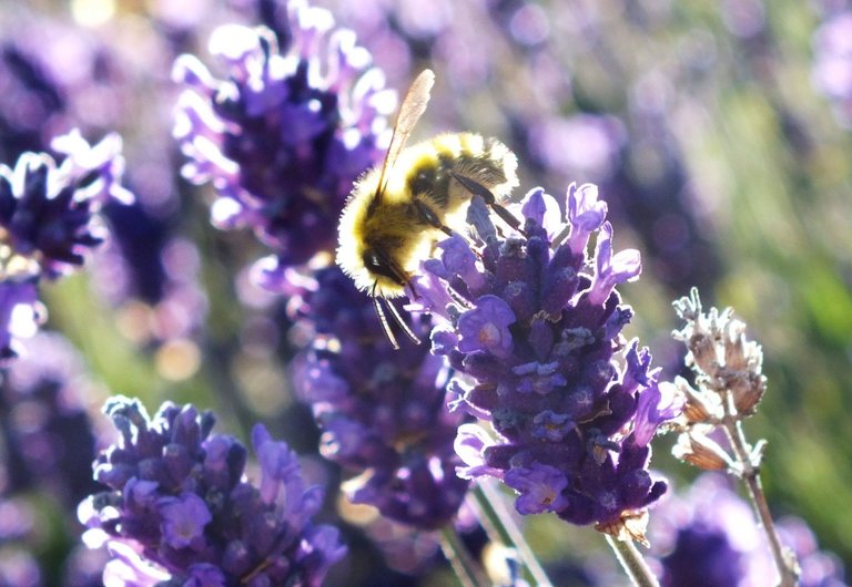 CTS-002-Bees2.jpg