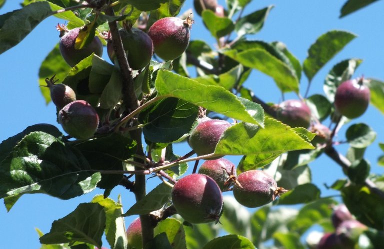 CTS-001-Apples.jpg