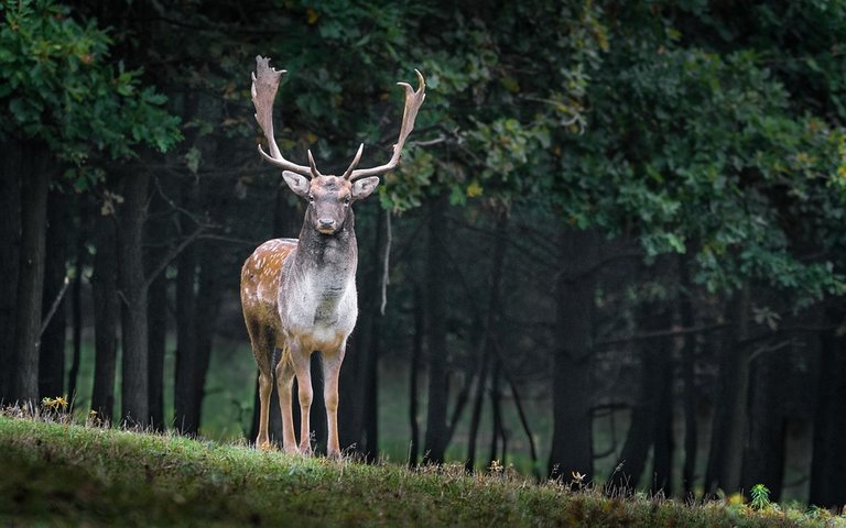 deer1.jpg
