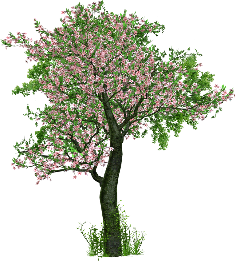 cherry-blossom-1511608_1920.png