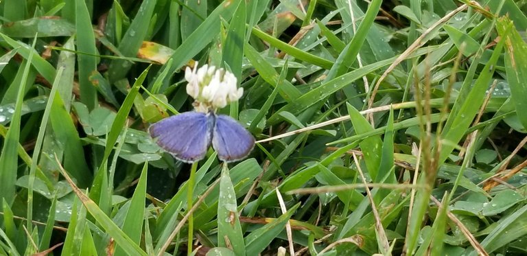 20190809_164848 - Little blue Tennessee butterfly.jpg