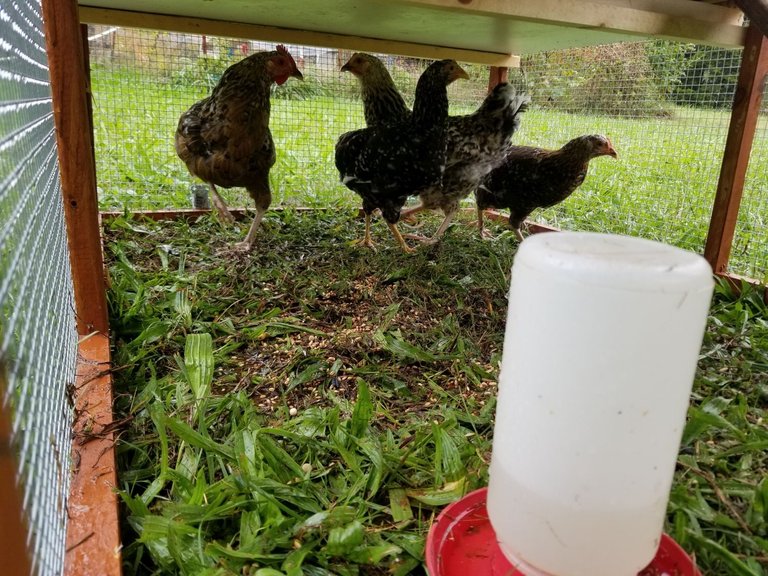 20211003_155336 - New Chicken Tractor with four Swedish Flower pullets.jpg