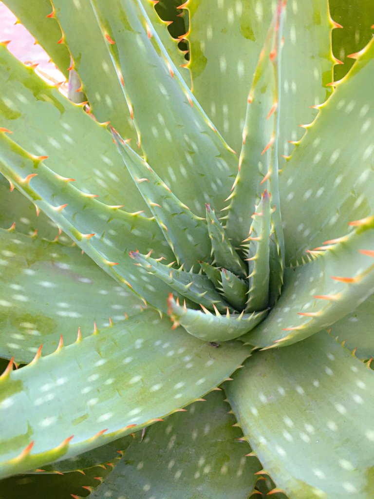 Aloe vera gel.jpg