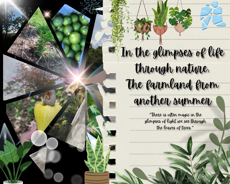 In the glimpses of life through nature: The farmland from another summer