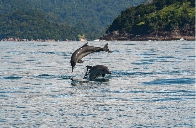 two guiana dolphins breaching 3.jpeg