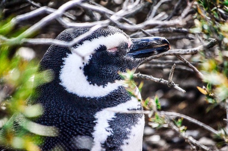 Magellanic Penguin.jpeg