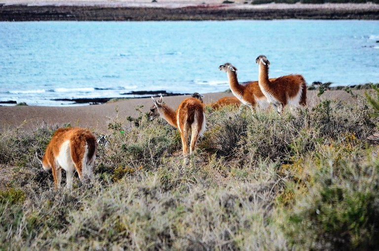 guanacos.jpeg