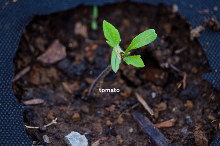 tomato.png