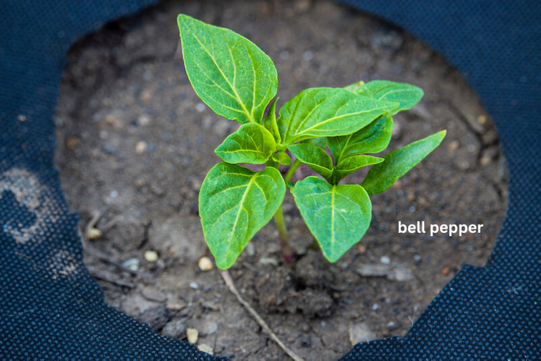 bell pepper.png