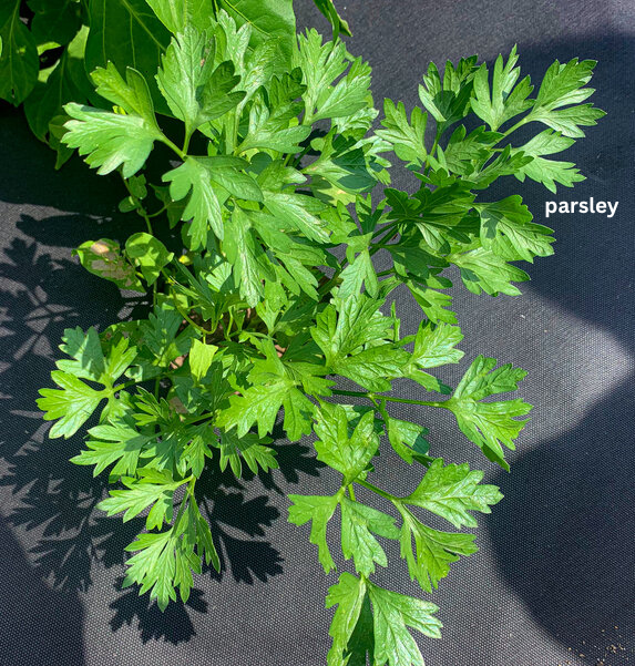 parsley.png