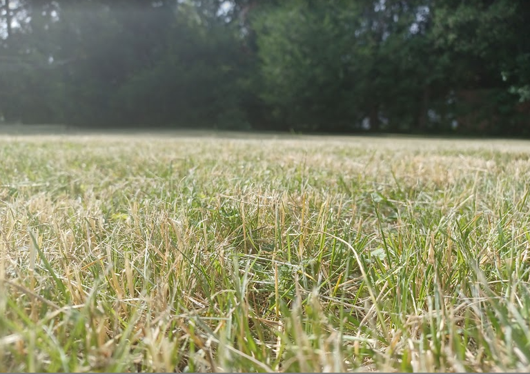 grass-cut.png