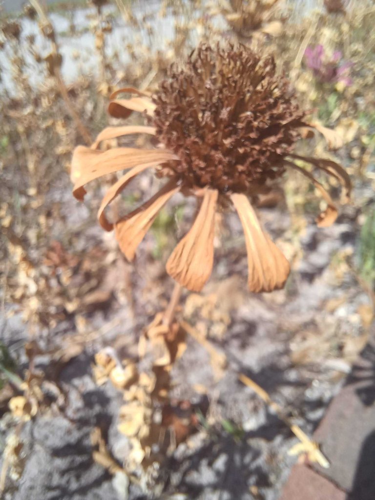 dryzinnias.jpeg