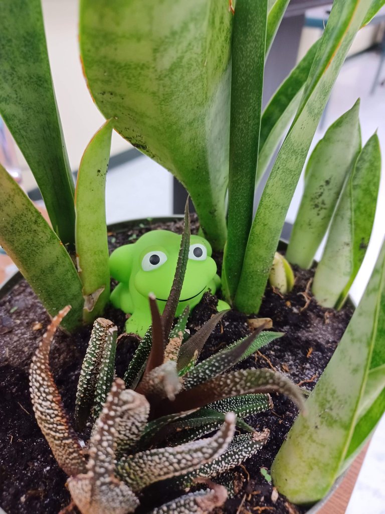 frog.jpg