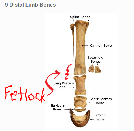 bones.png