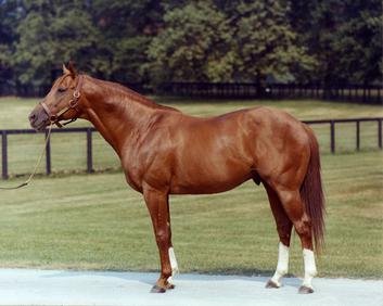 Secretariat_at_stud.jpg