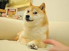 dogedog.jpeg