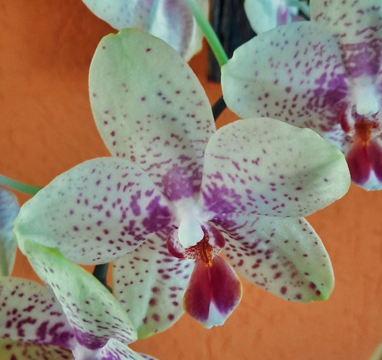 Phalaenopsis Orchidee.jpg