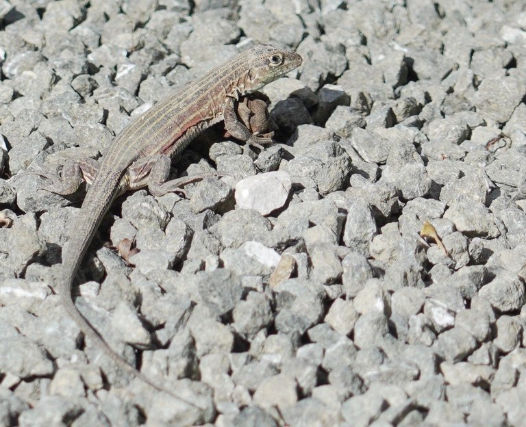 DSC00095.JPG