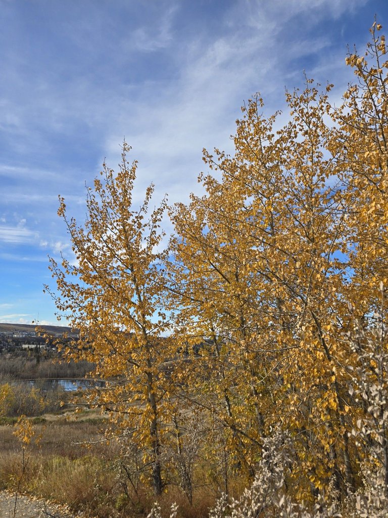 20241020_130940.jpg