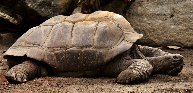 giant-tortoises-3315158_640.jpg
