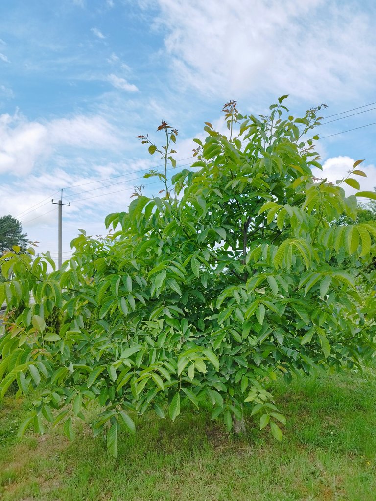 IMG_20250709_115331.jpg
