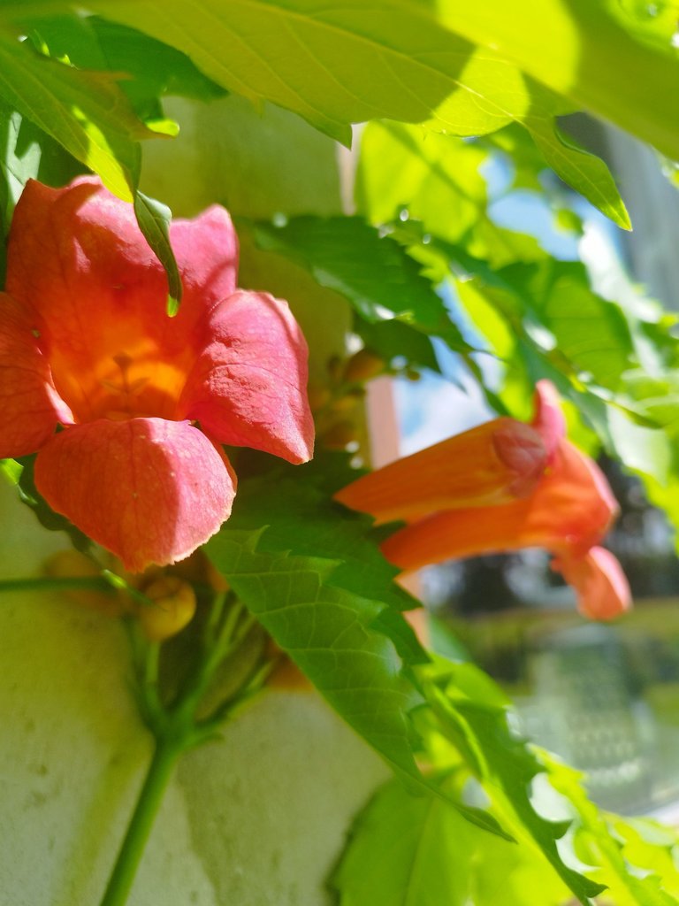 IMG_20250711_150458.jpg
