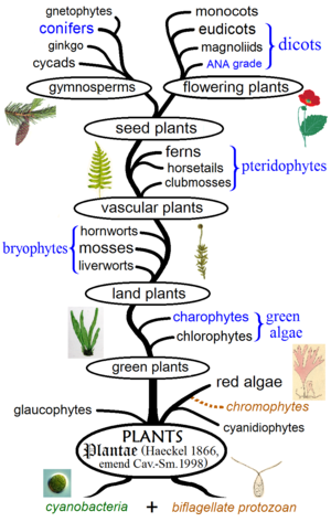 300px-Plant_phylogeny.png