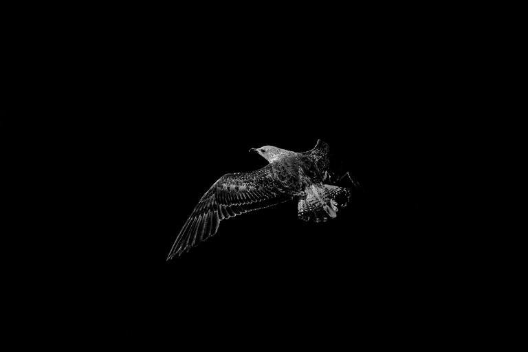8-Flight to freedom_Paulo Abrantes-13.jpg