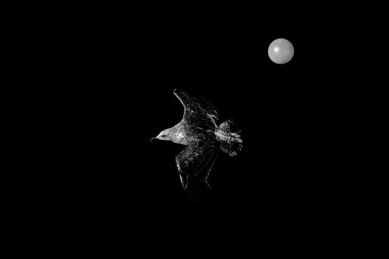 6-Flight to freedom_Paulo Abrantes-11.jpg