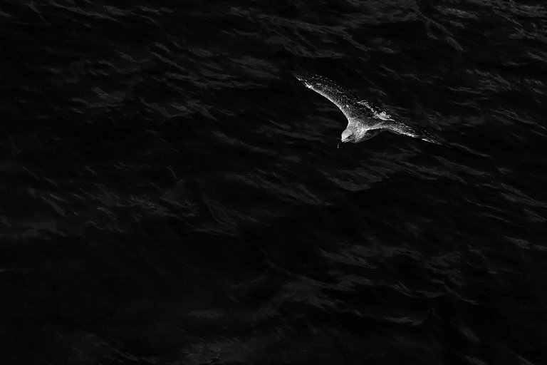 5-Flight to freedom_Paulo Abrantes-10.jpg