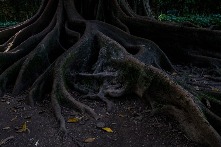 16-The Lovers Banyan Tree_Paulo Abrantes-19.jpg