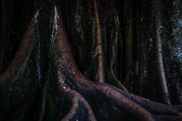 17-The Lovers Banyan Tree_Paulo Abrantes-17.jpg