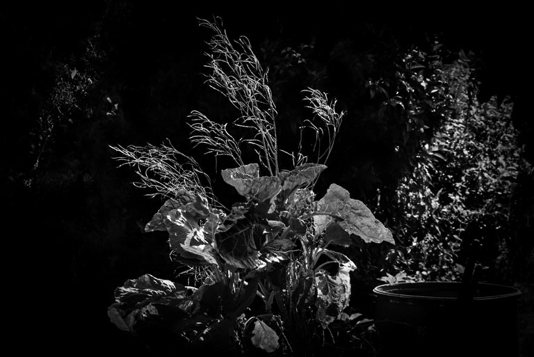 13-Rural Incursion_©Paulo Abrantes.jpg