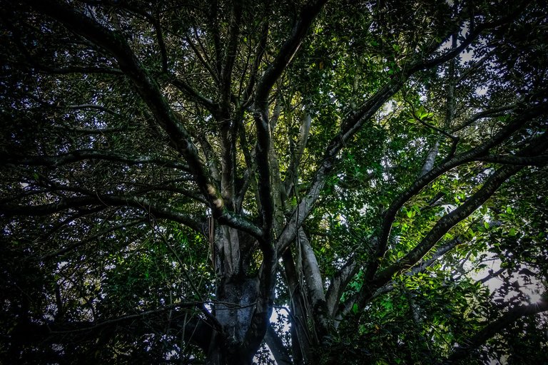 12-The Lovers Banyan Tree_Paulo Abrantes-14.jpg