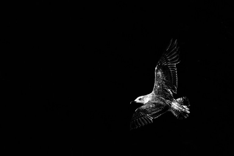 7-Flight to freedom_Paulo Abrantes-12.jpg