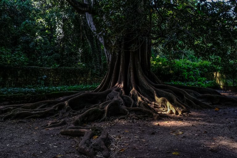1-The Lovers Banyan Tree_Paulo Abrantes-9.jpg